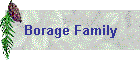 Borage Family