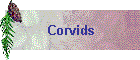Corvids