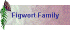 Figwort Family