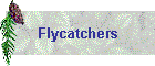 Flycatchers