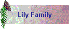 Lily Family