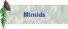Mimids
