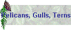 Pelicans, Gulls, Terns