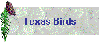 Texas Birds