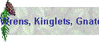 Wrens, Kinglets, Gnatcatchers