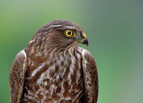 Sharp-shinned Hawk imm.